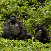silverback gorilla family